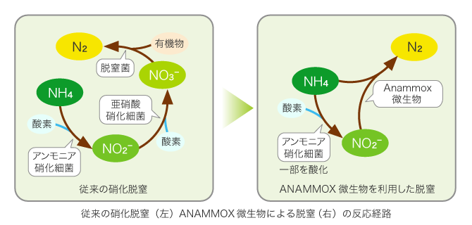 従来法（左） ANAMMOX微生物による脱窒の反応経路（右）