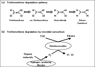 Model of trichloroethene degradation by Dehalococcoides