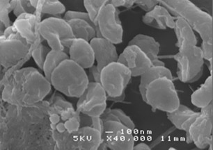 Scanning electron micrograph of microbial consortium used for bioaugmentation