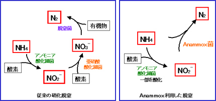 従来法(左)とAnammoxによる脱窒の反応経路