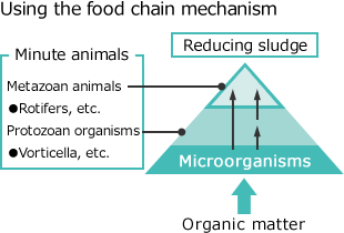 Using the food chain mechanism